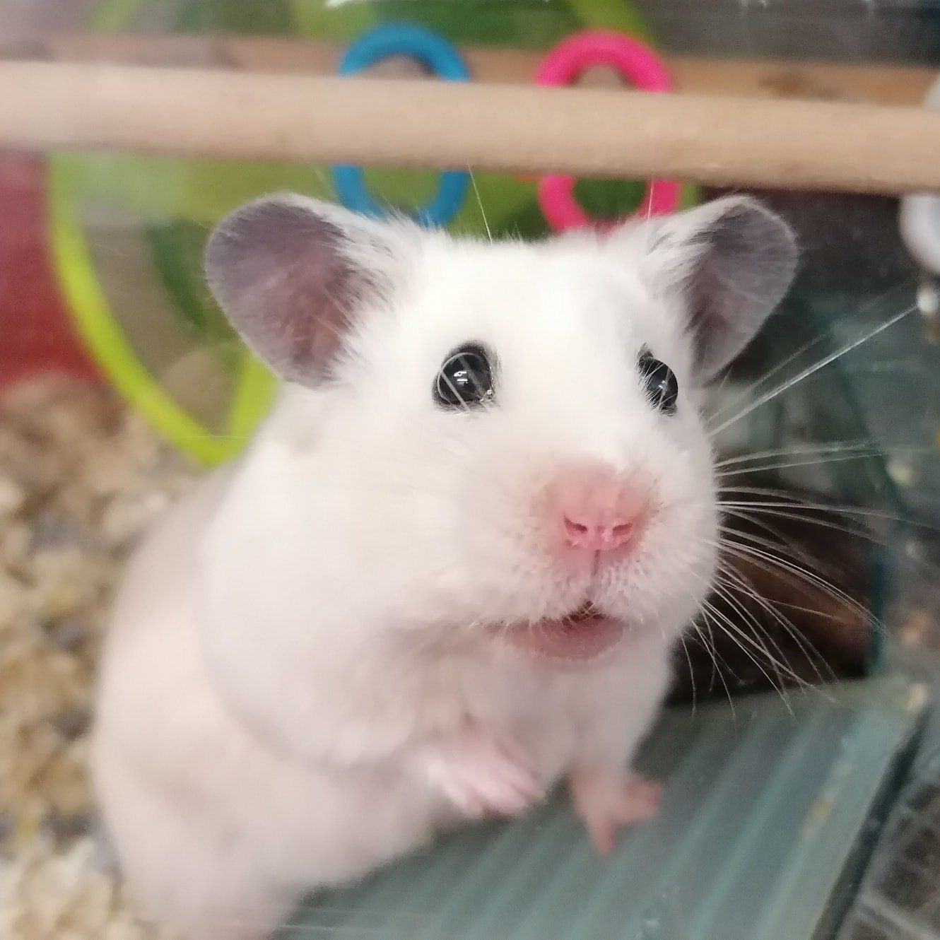 Hamster Hotel Sevice. Hamster Boarding.
