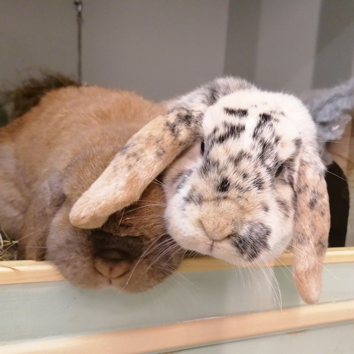 Bunny Boarding in Sevenoaks, Kent.