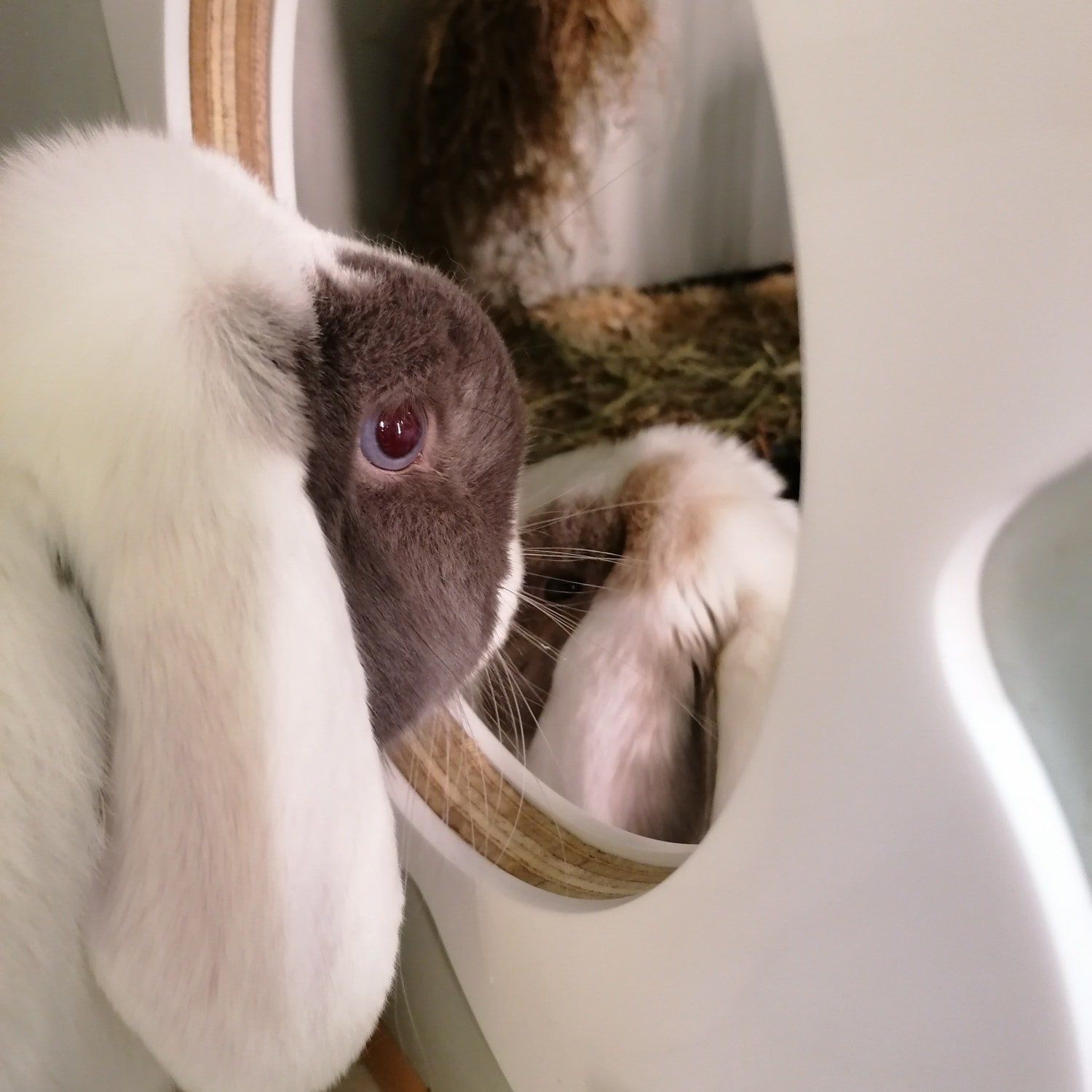 Bunny Boarding in Kent.
