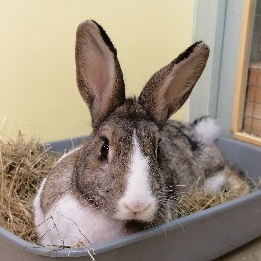 Rabbit Hotel. Bunny Boarding.