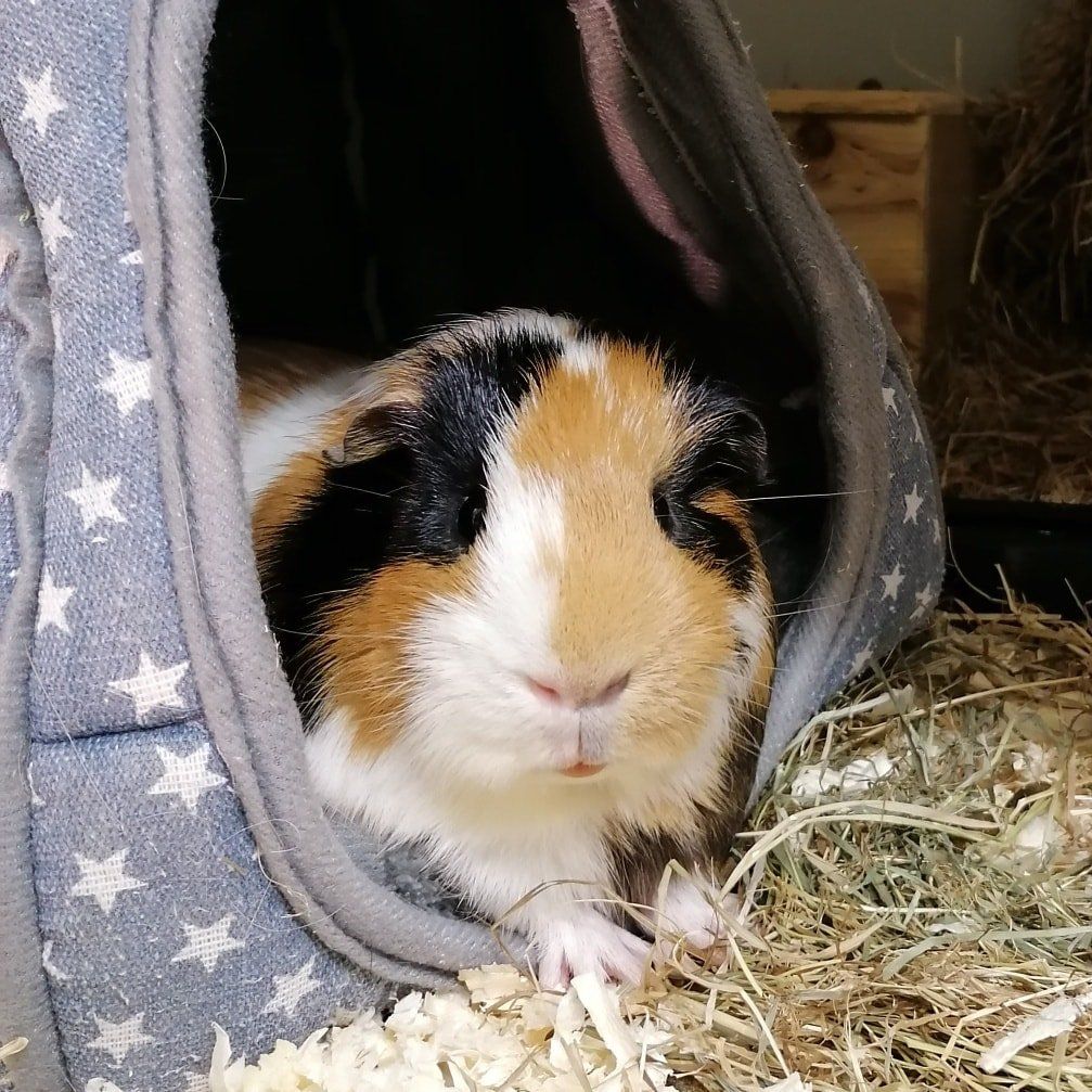 Guinea Pig Hotel. Boarding Sevenoaks, Kent.