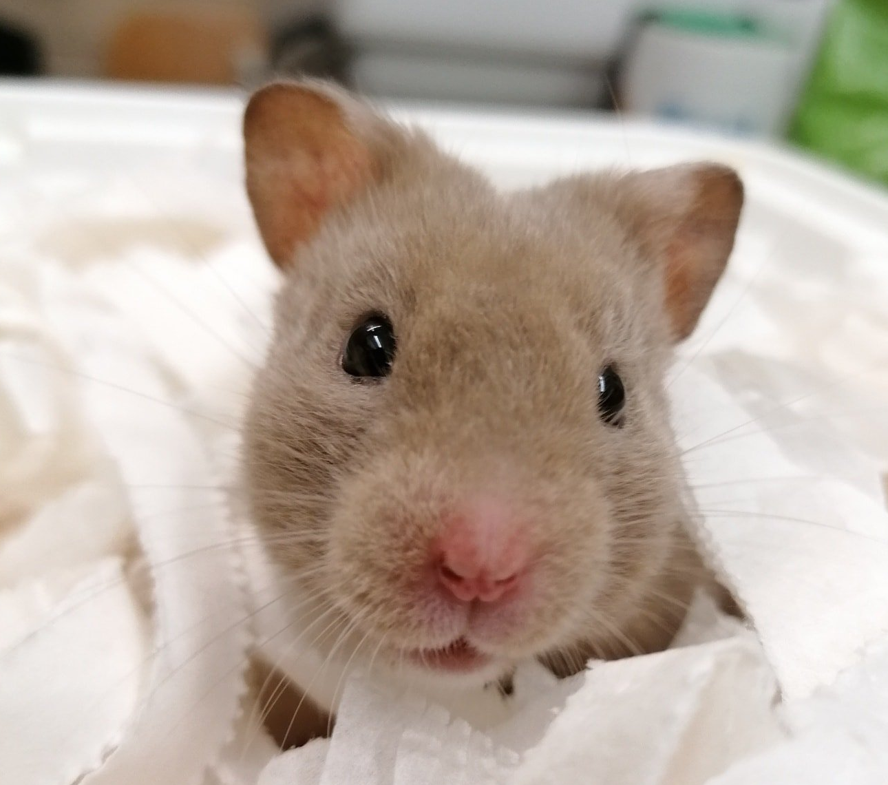 Hamster Hotel. Hamster boarding in Kent.