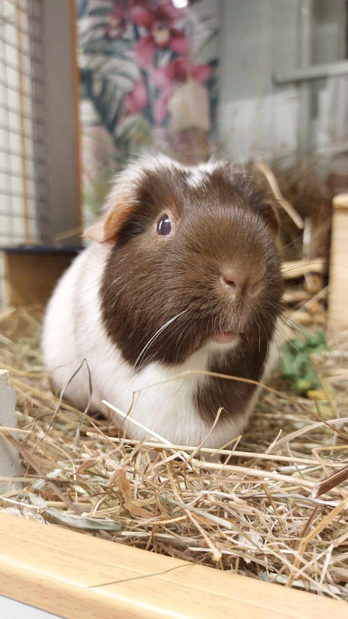 Guinea Pig Boarding in Sevenoaks, Kent.
