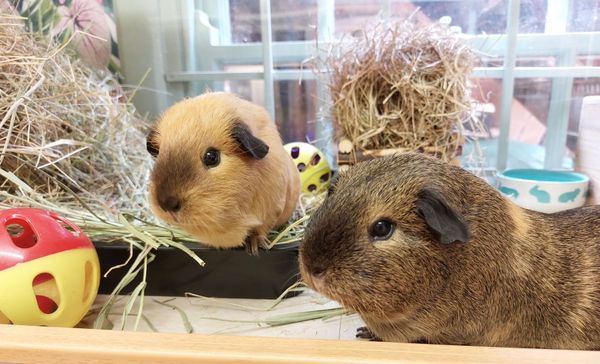 Guinea pigs on holiday. Boarding Hotel.