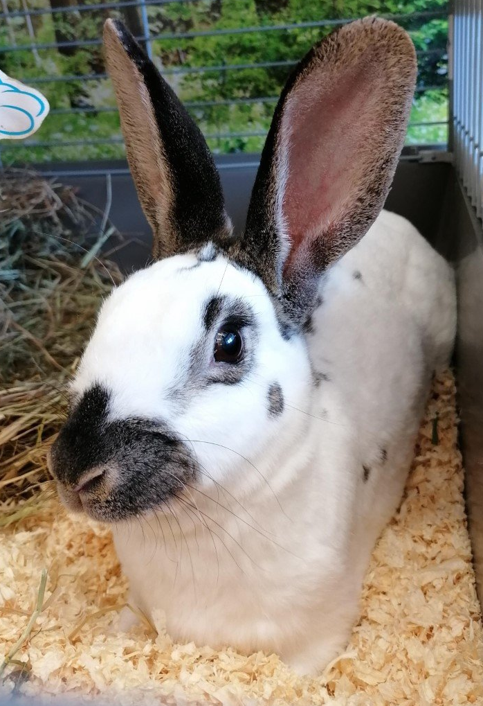 Bunny boarding. Pet Hotel service.