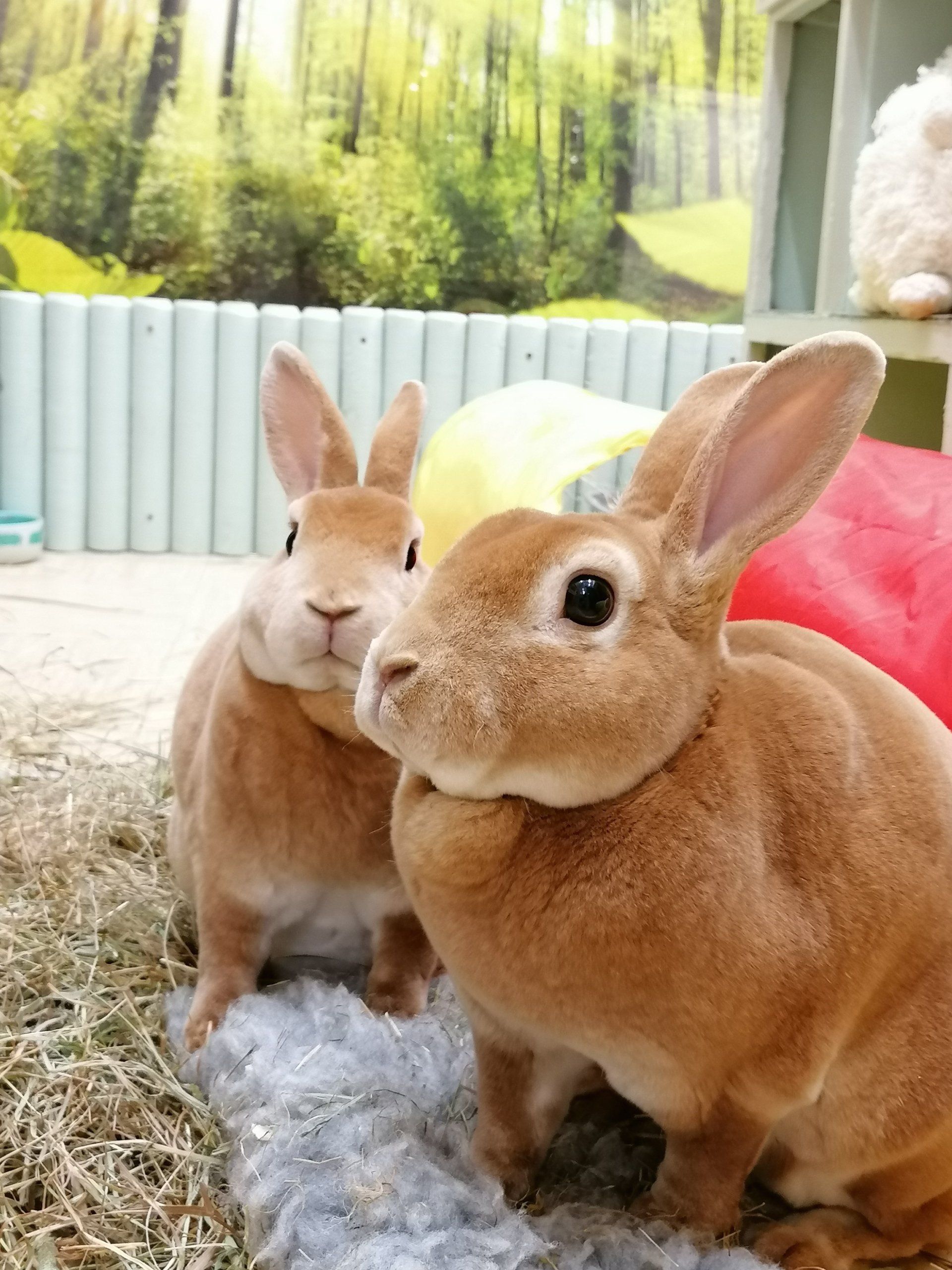 Rabbit Hotel. Rabbit Boarding,Sevenoaks, Kent