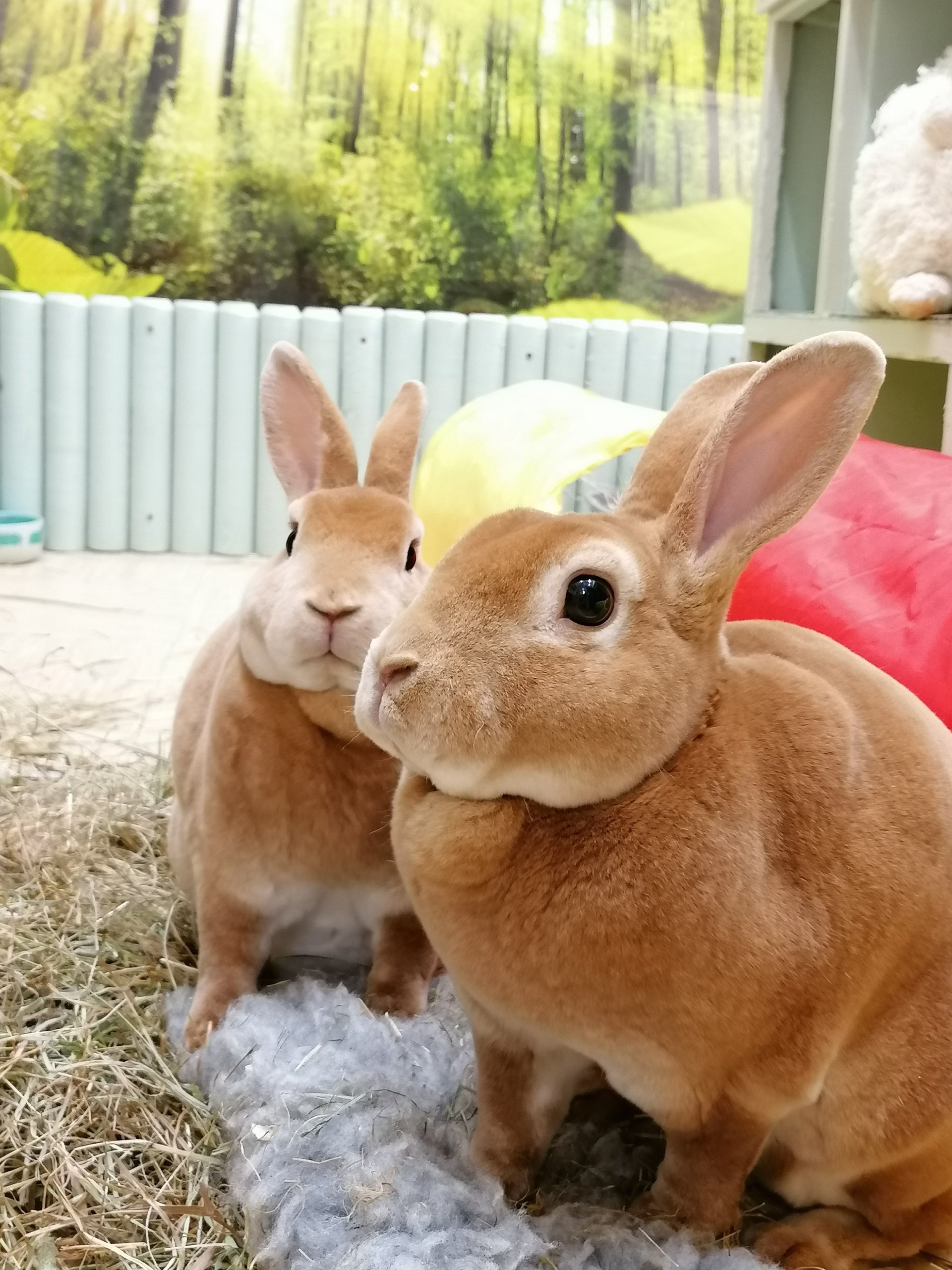 Rabbit Boarding, Pet Hotel.