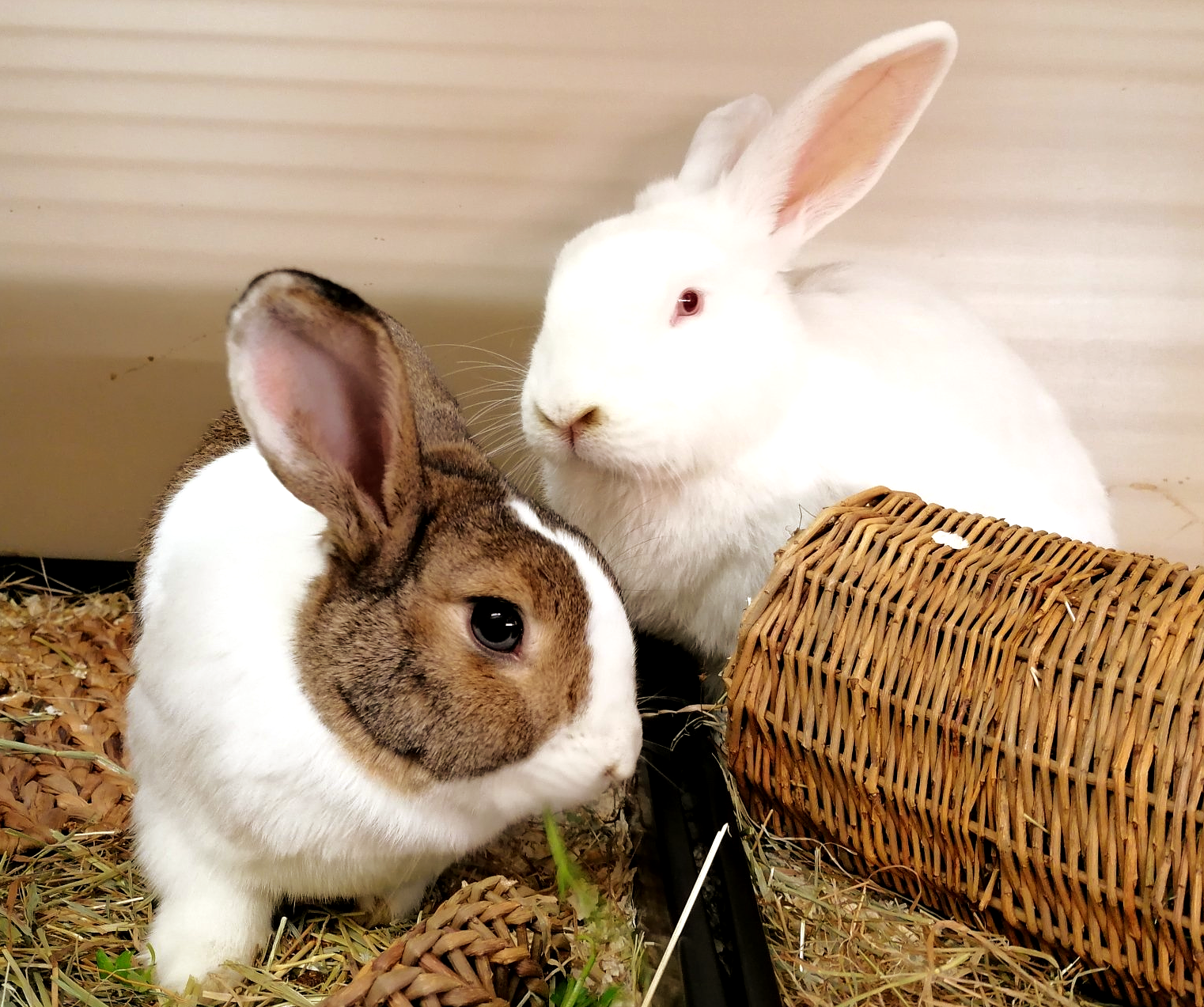 Rabbits on holiday, rabbit boarding accomodation service.