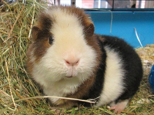 Guinea pig pet boarding