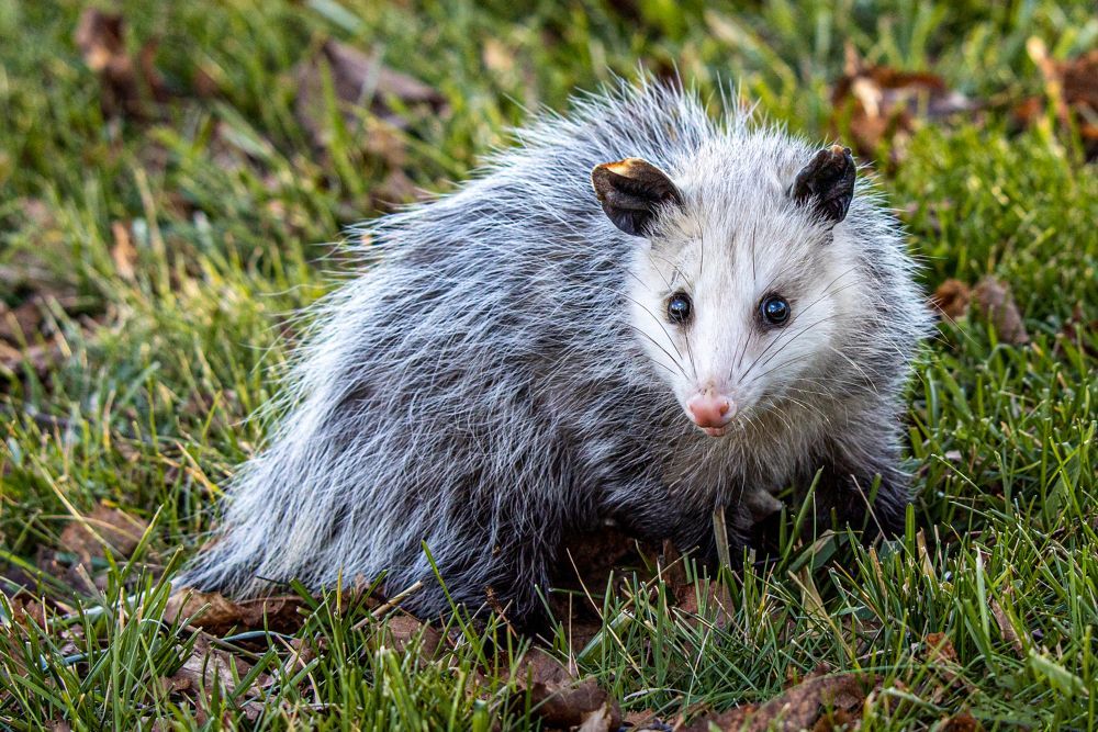 A gray and white opossum is standing in the grass looking at the camera.