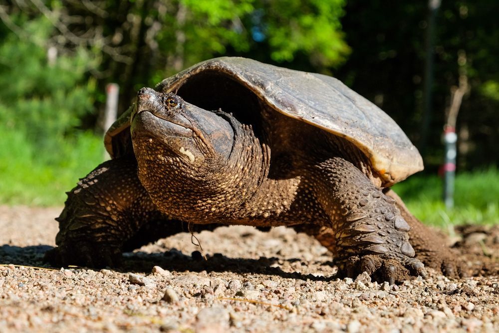 A large turtle is walking on a gravel road.