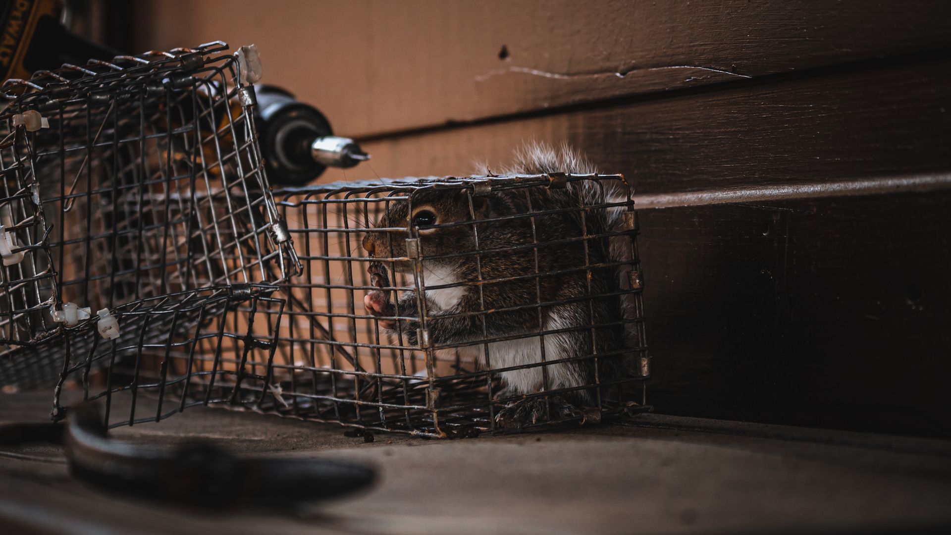 A mouse is sitting in a wire cage on a table.