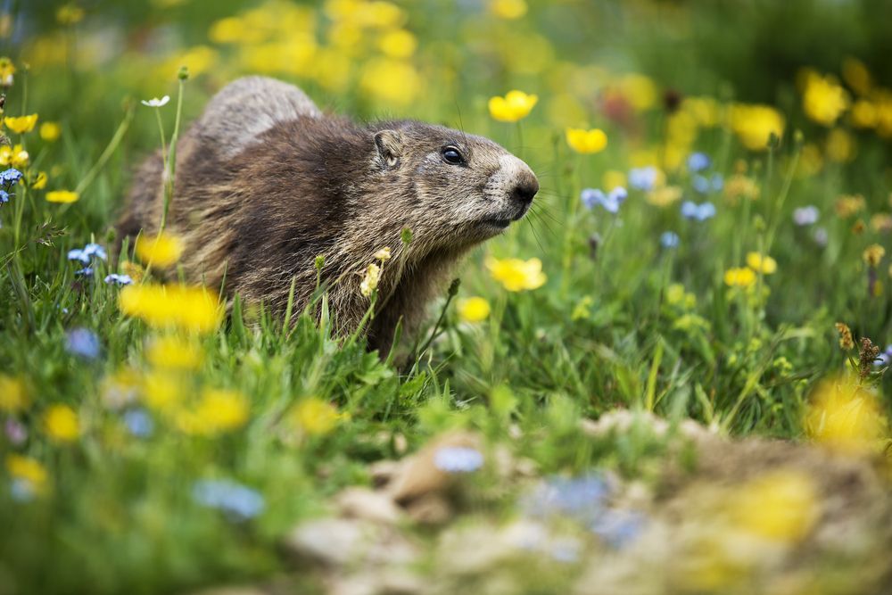 A groundhog is standing in a field of flowers.