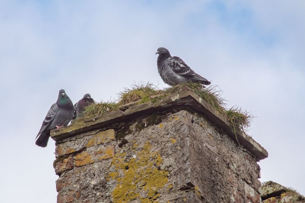 Three pigeons are perched on top of a brick chimney.
