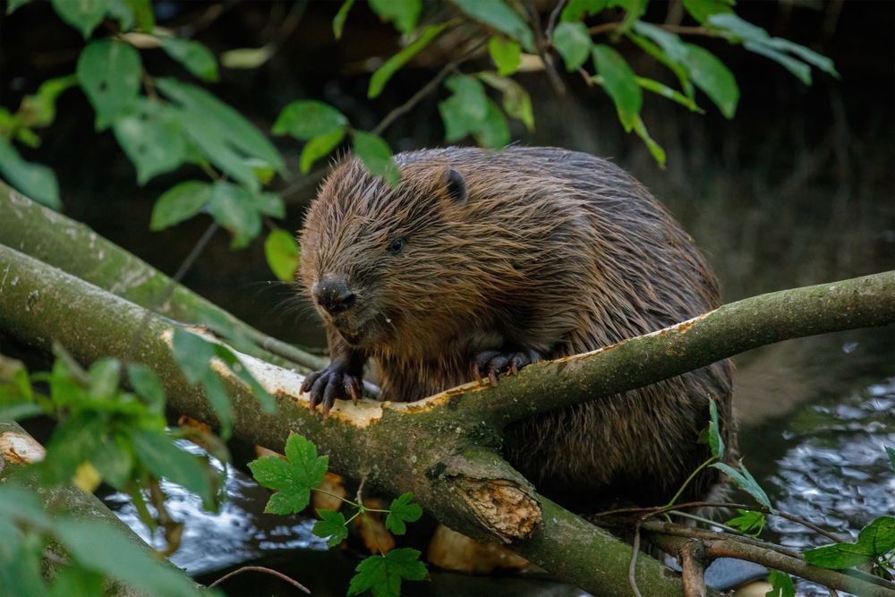 A beaver is sitting on a tree branch in the water.