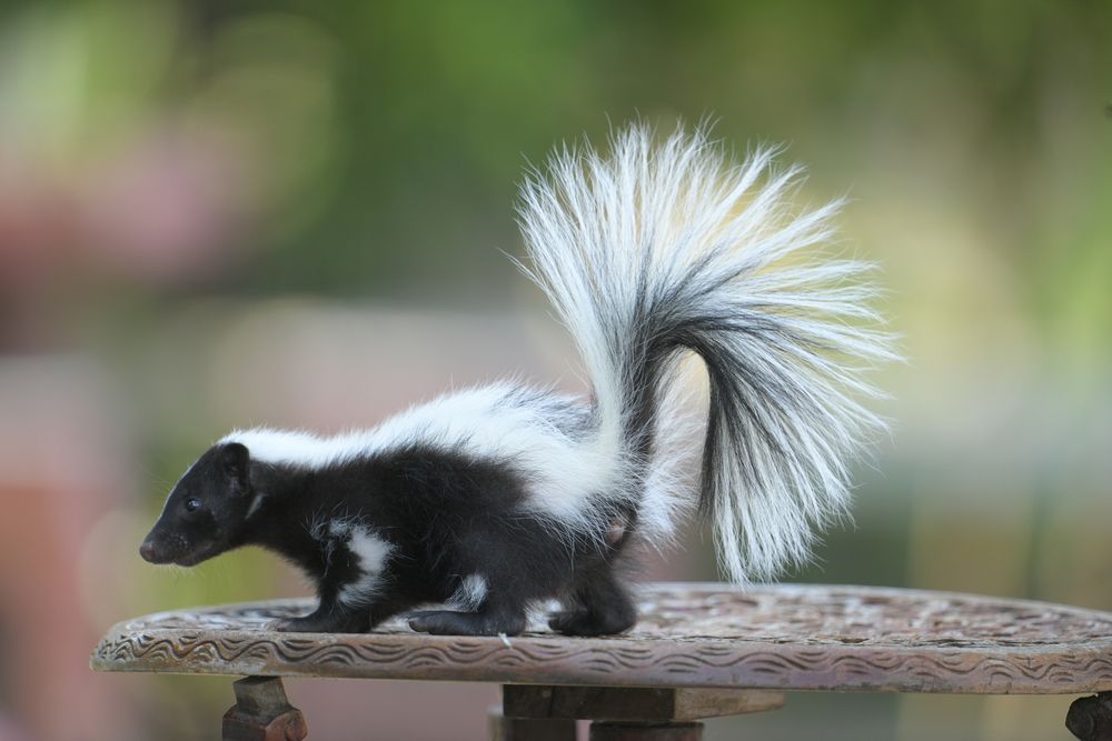 A black and white skunk is sitting on top of a bird feeder.