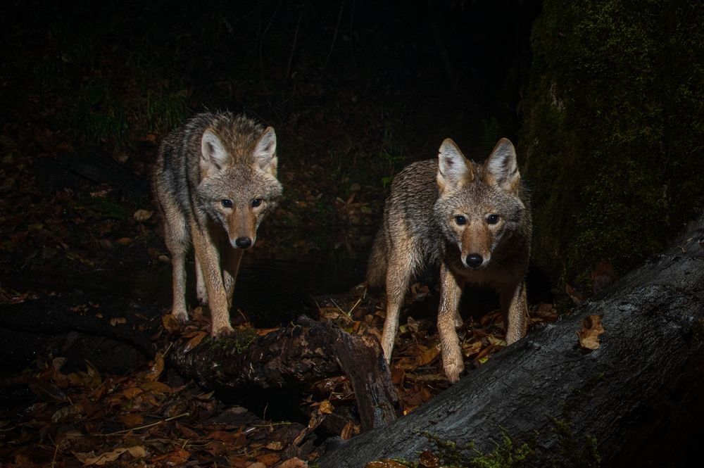 Two coyotes are standing next to each other in the woods at night.