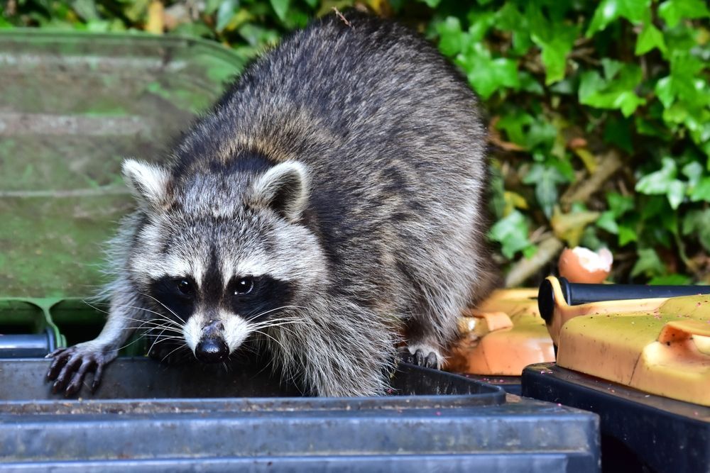 A raccoon is standing on top of a trash can.