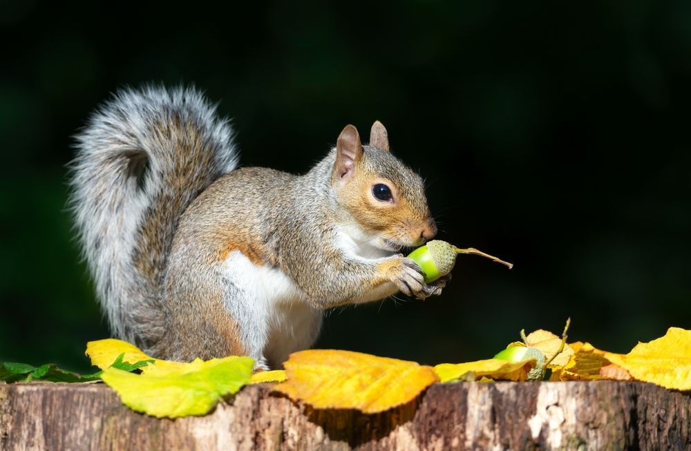 A squirrel is sitting on a tree stump eating an acorn.
