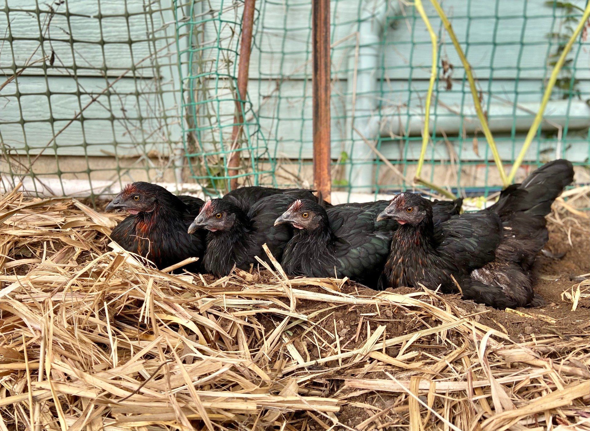 Chickens laying on hay - Grafton Vet