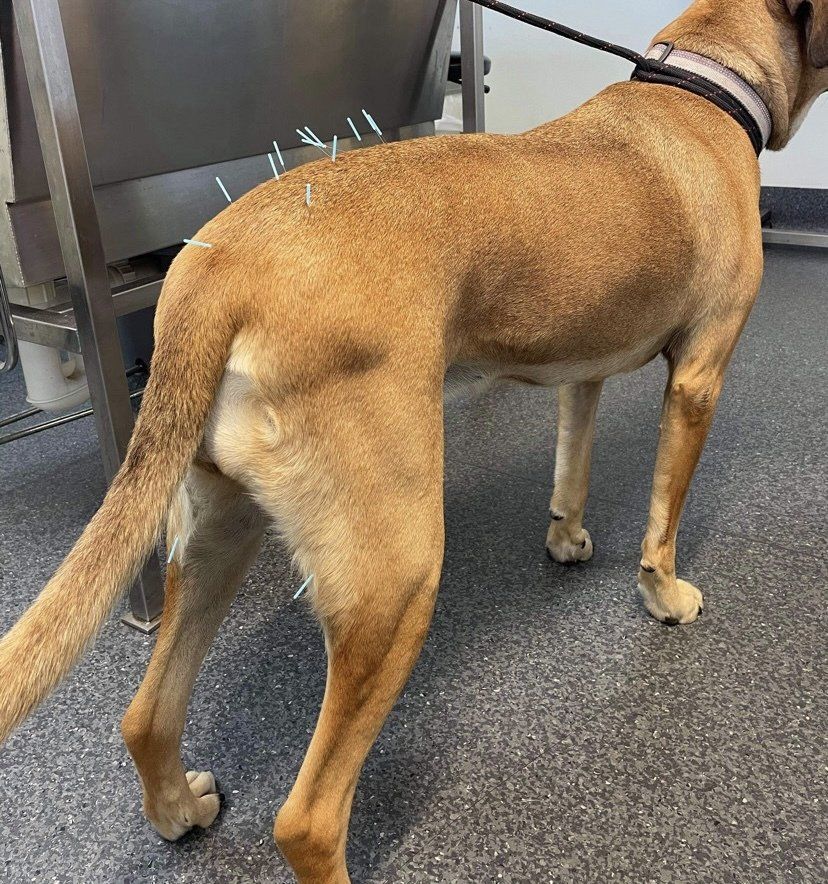 Dog acupuncture - Grafton Vet