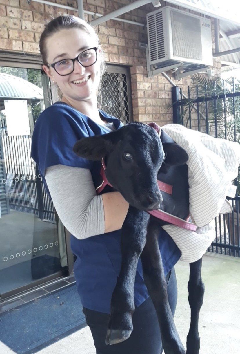 Vet Nurse with calf - Grafton Vet
