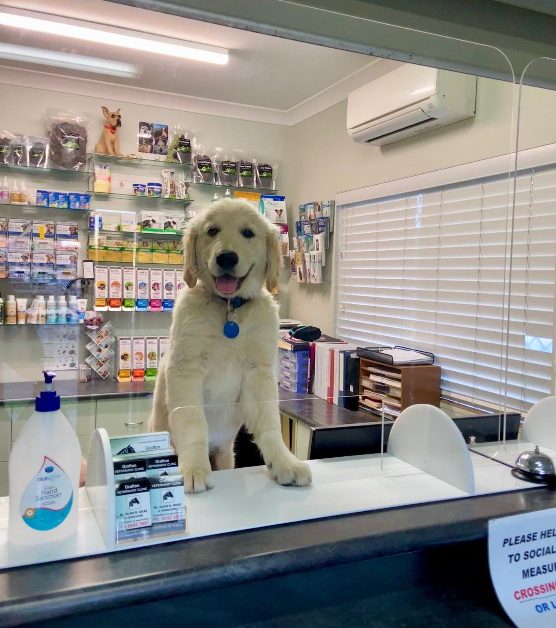 Dog at reception - Grafton Vet