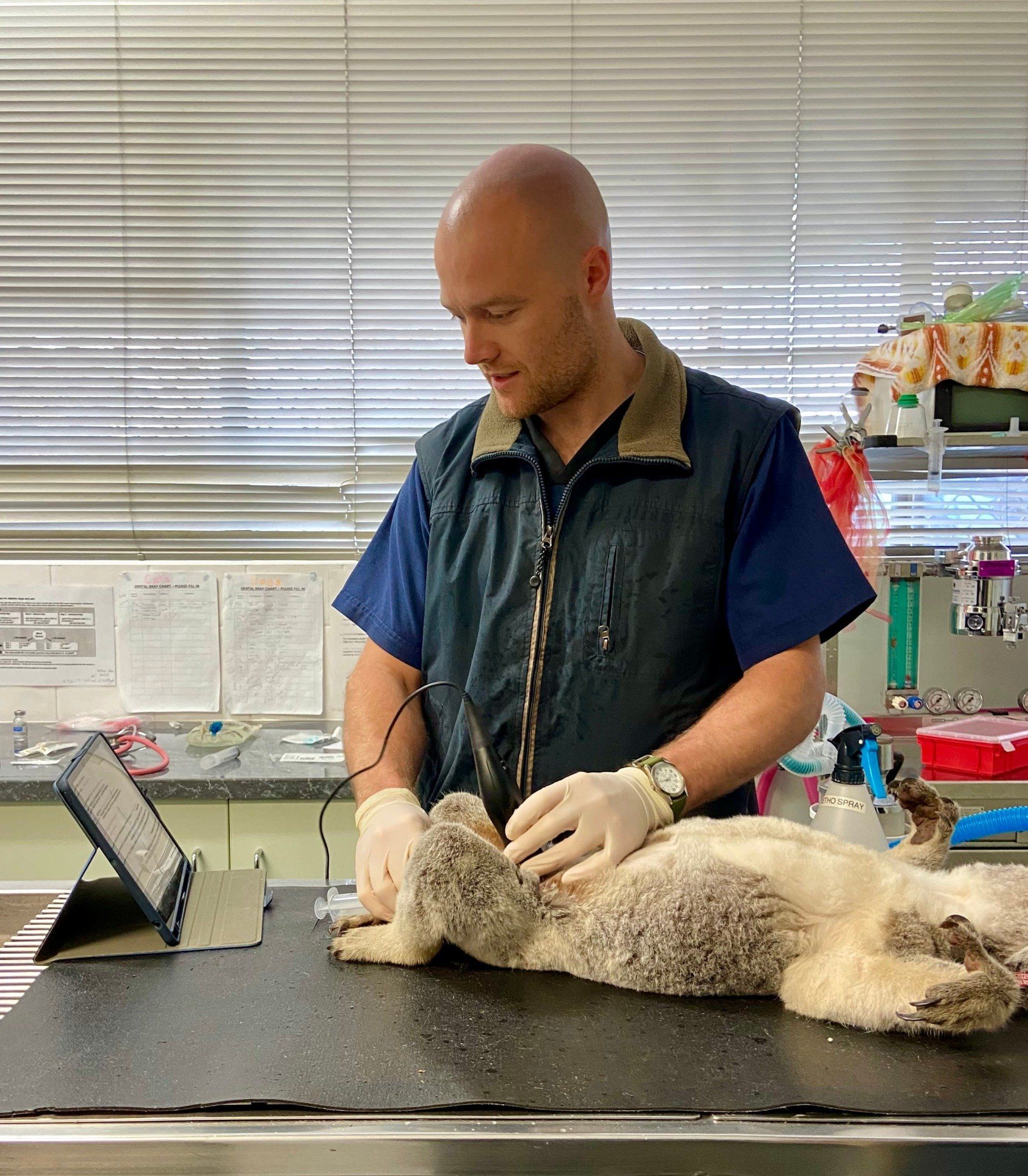 Male vet with animal - Grafton Veterinary Clinic