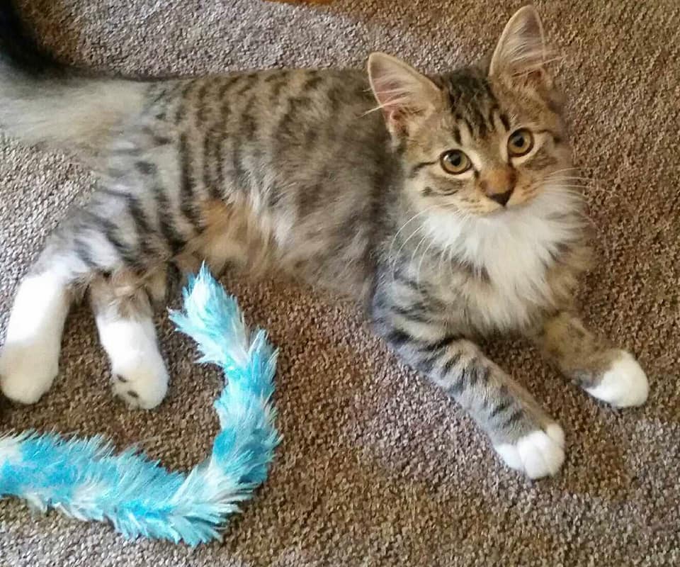 Kitten — Grafton Veterinary Clinic