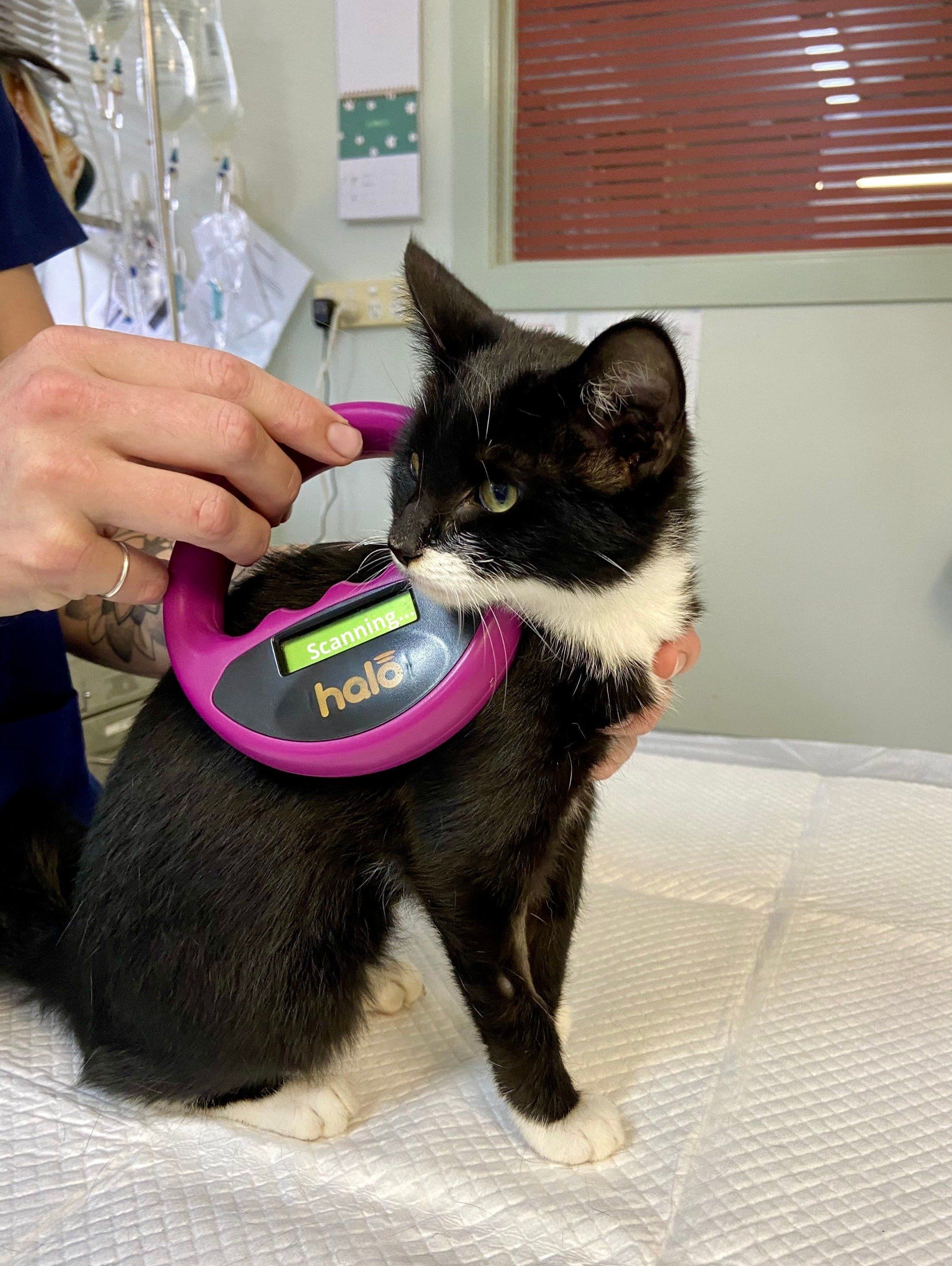 Cat microchipping - Grafton Vet