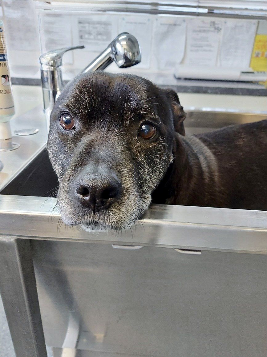 Black dog with grey muzzle - Grafton Vet