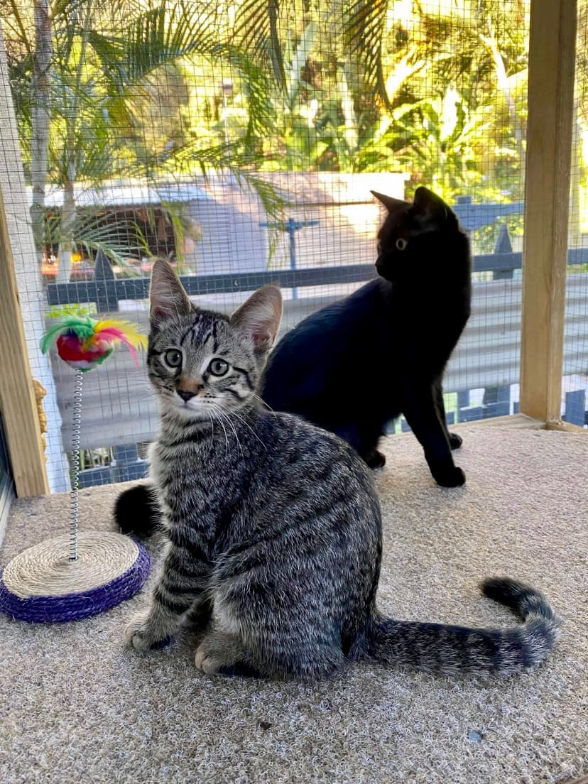 Kittens- Grafton Vet