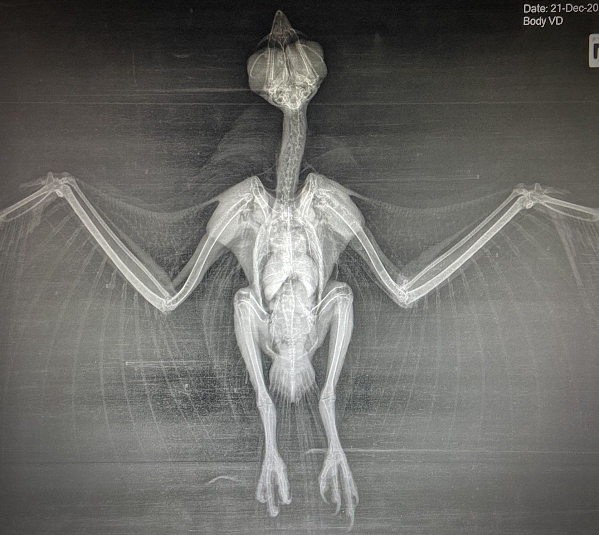 Bird x-ray - Grafton Vet
