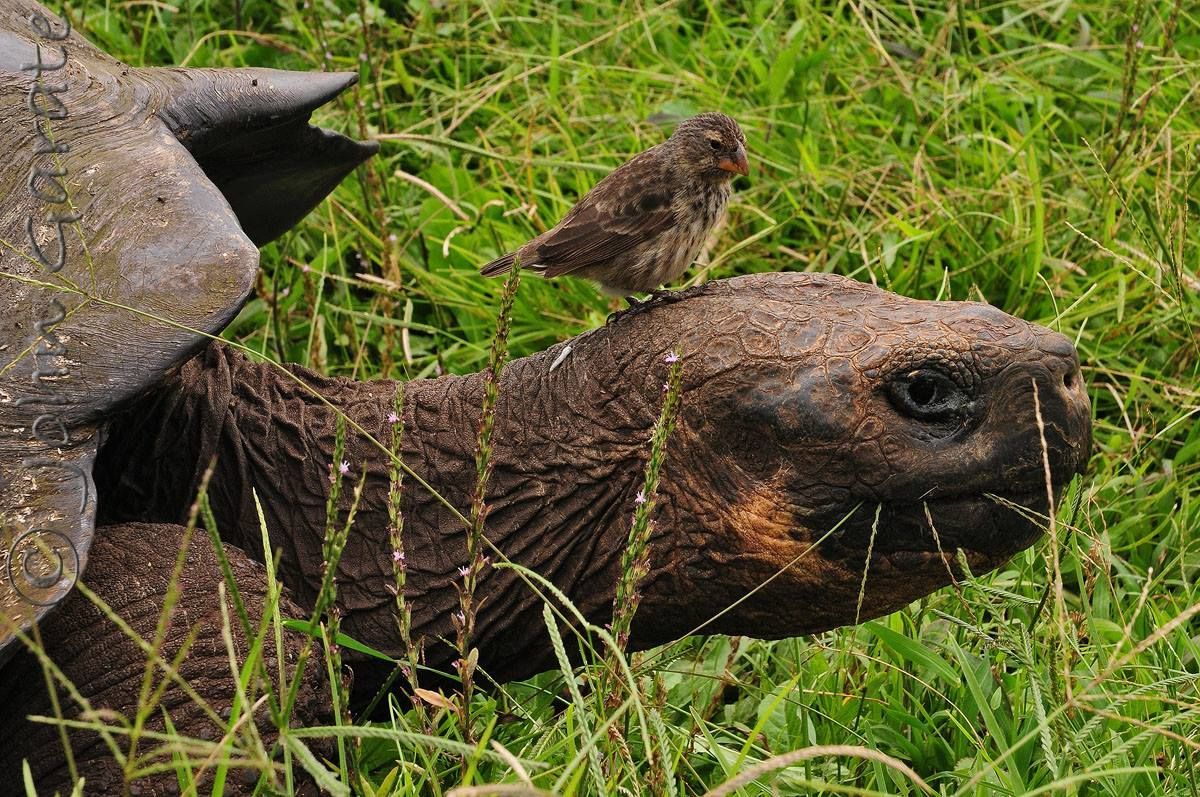 Giant Galapagos tortoise in the Highlands of Santa Cruz with a finch perched on its head