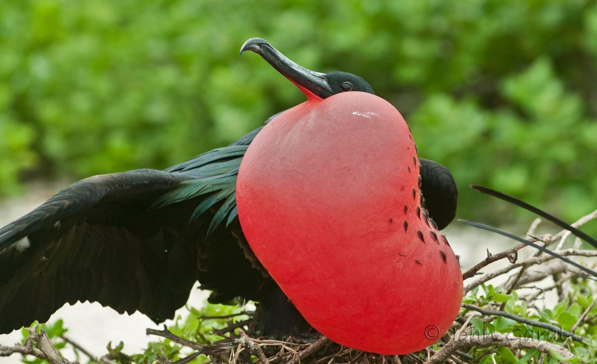 Black bird with a large red inflatable throat pouch perched on a branch against green foliage in Galapagos