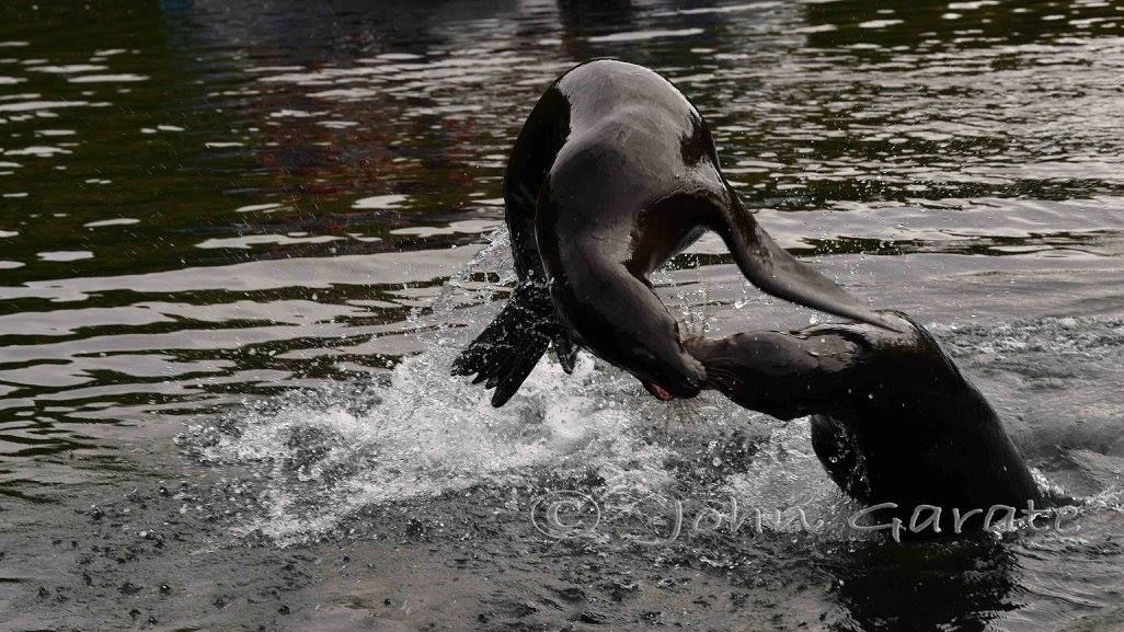 Two sea lions wrestling in dark water, splashing near the surface in Galapagos