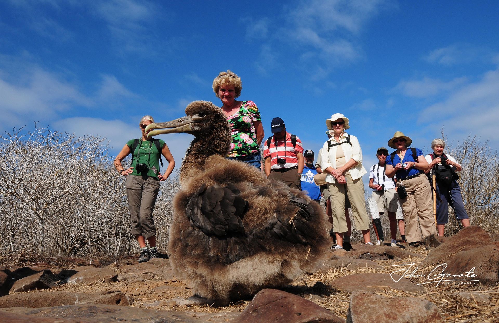 Close-up of a baby albatross on rocky ground with people standing behind it under a blue sky