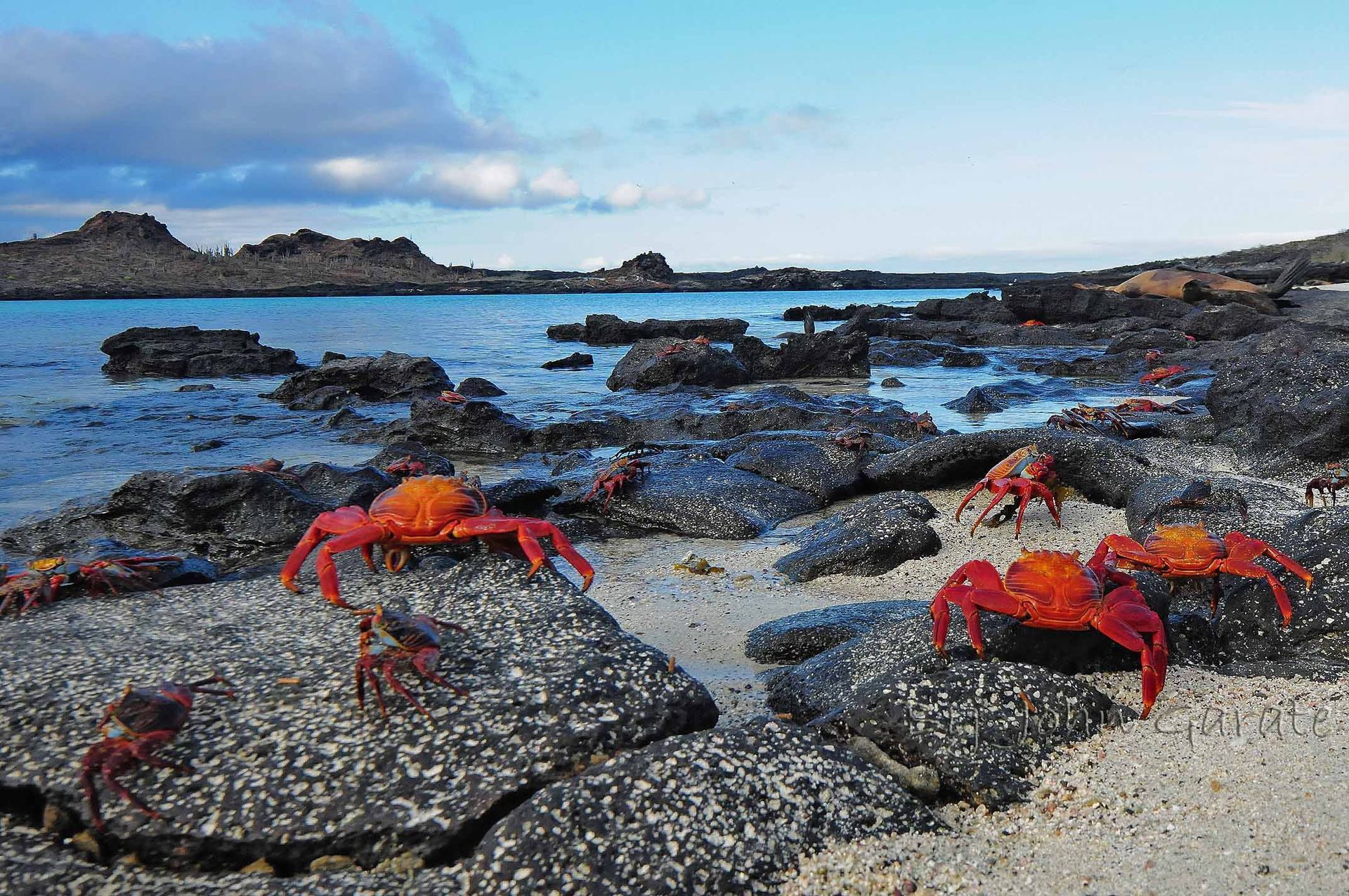 Two bright red crabs on rocky beach with tide pools and blue ocean at sunset in Galapagos