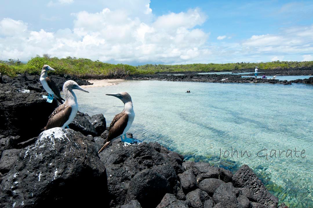 Blue footed boobies Birds perched on black volcanic rocks beside clear blue water and a green shoreline under a cloudy sky in Galapagos
