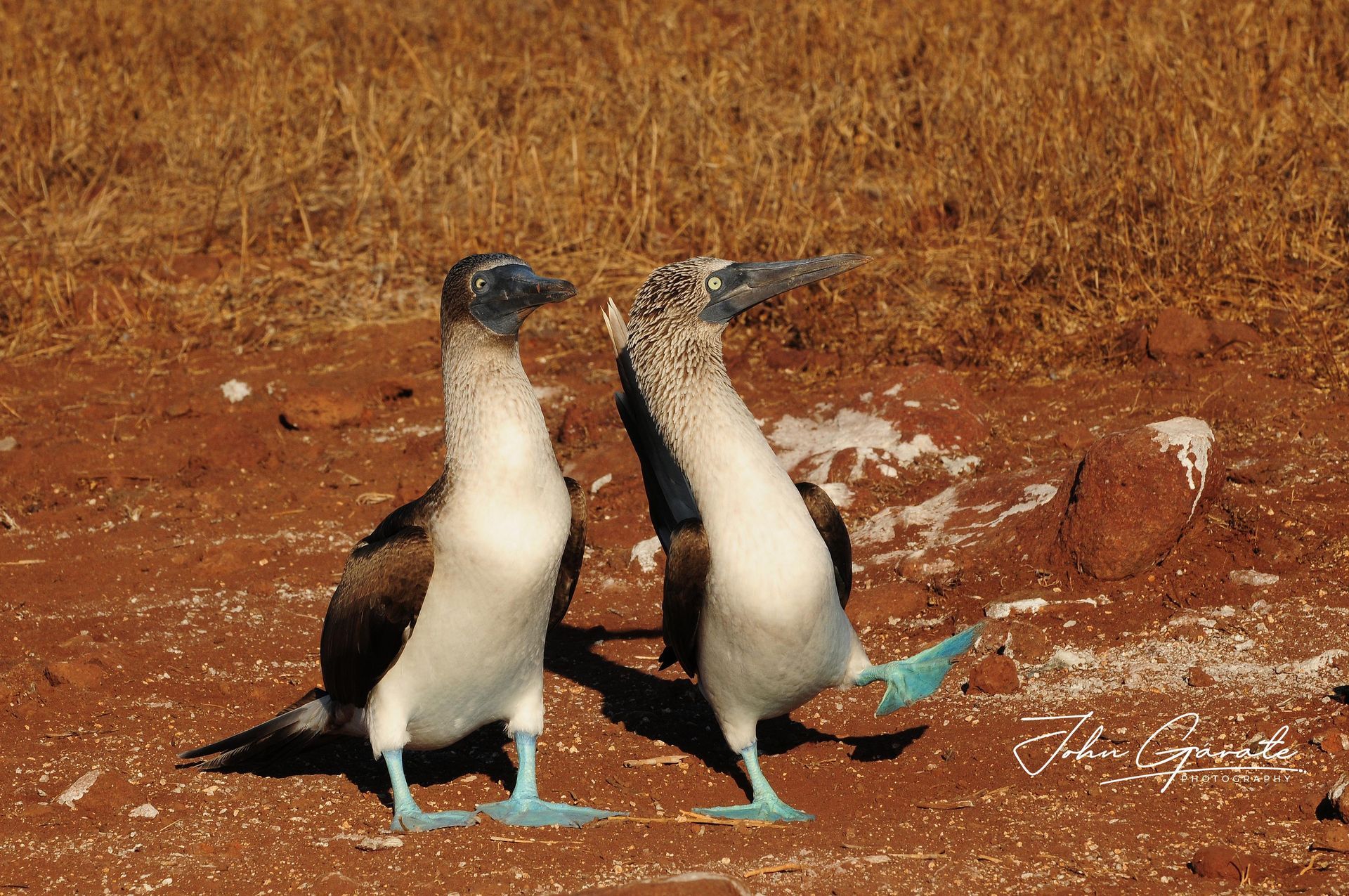 Two blue-footed boobies standing on red dirt with dry grass in the background