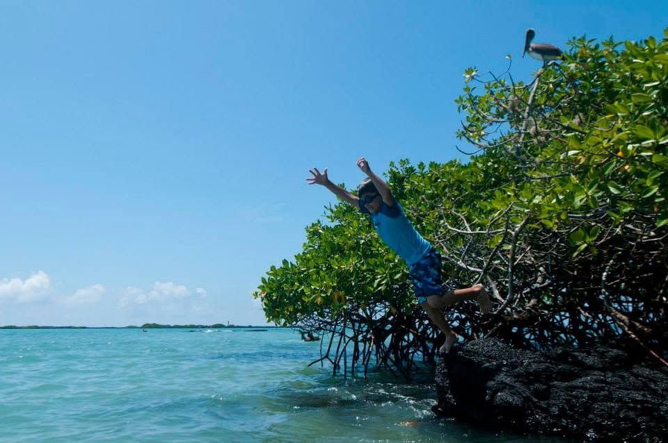 Person leaping from mangrove roots into clear blue tropical water under a sunny sky