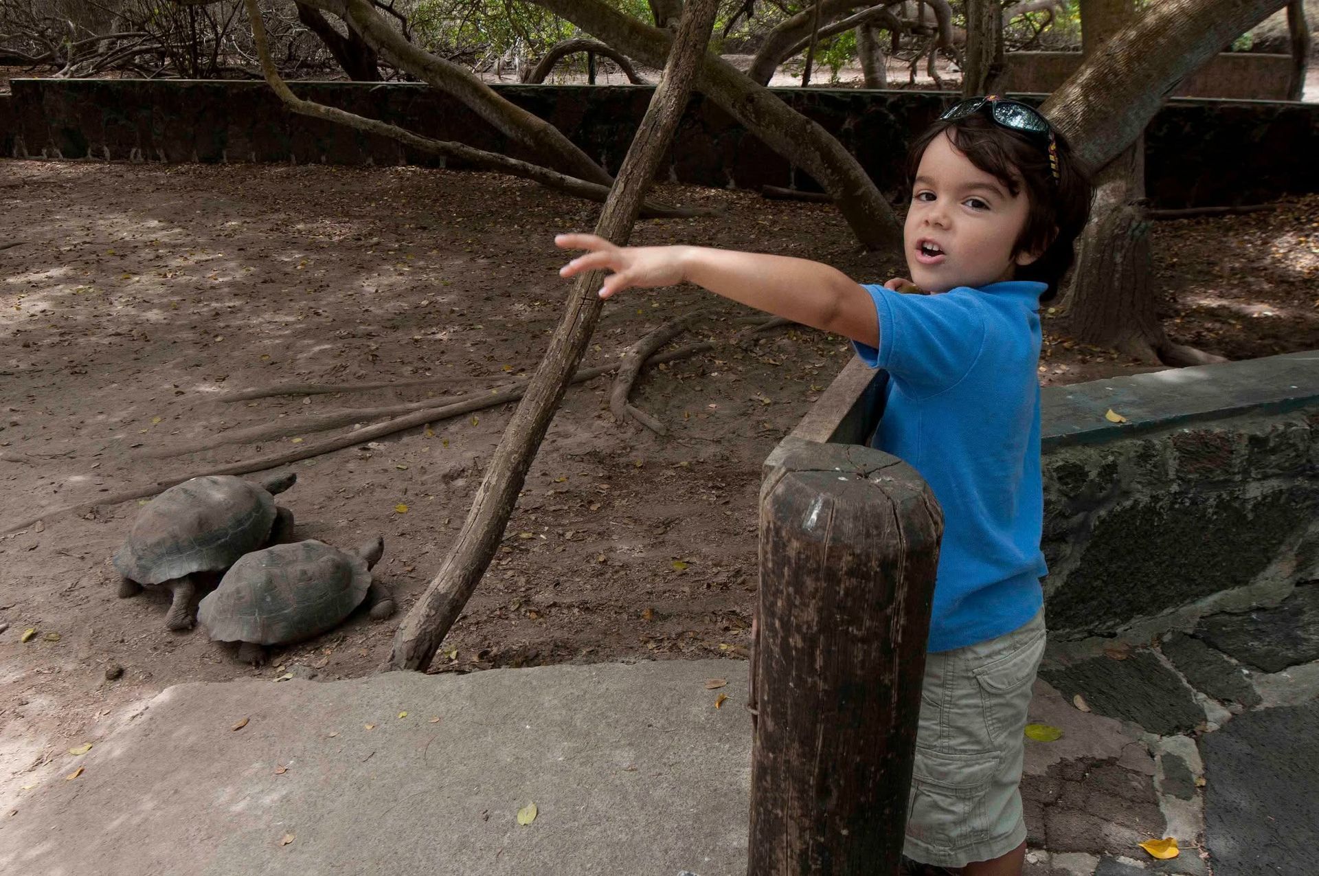 Child in a blue shirt points at two tortoises in a dirt enclosure.