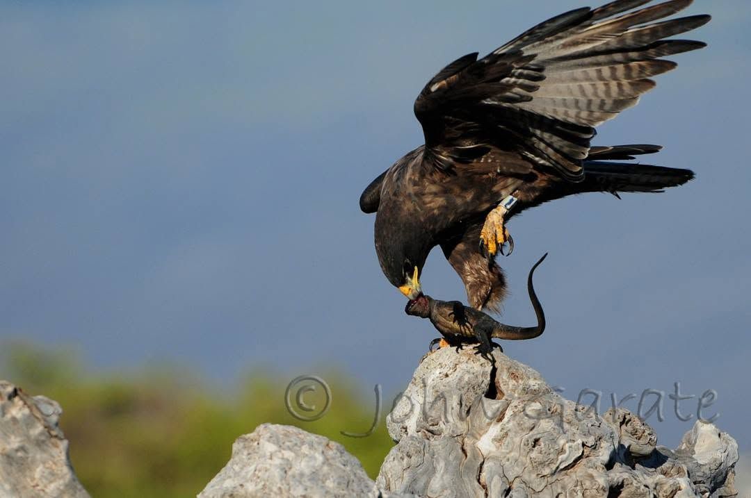 Bird of prey standing on a rock with wings spread, pinning an iguana in a rocky outdoor setting.