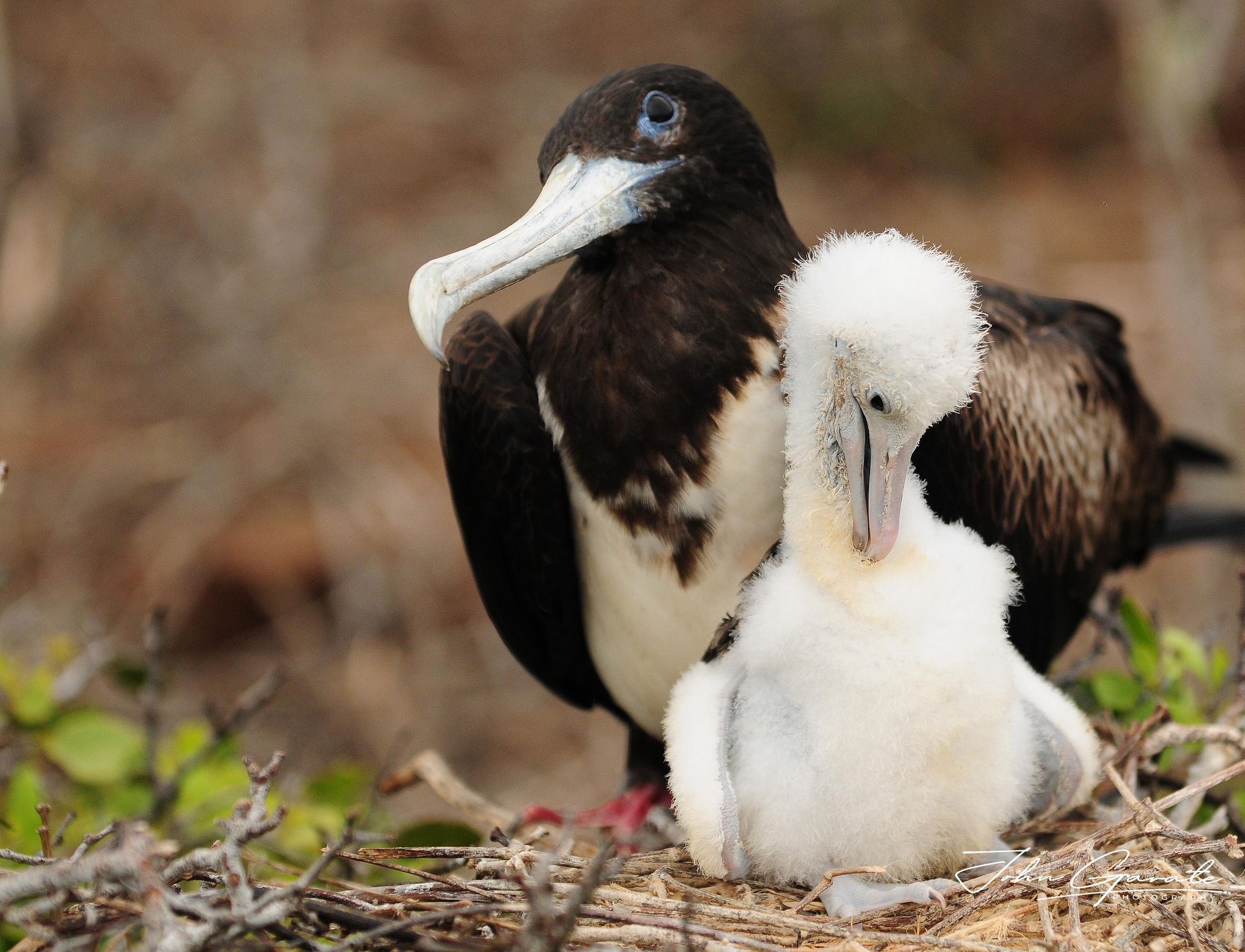 Adult and fluffy chick Frigetebirds standing together in a nest