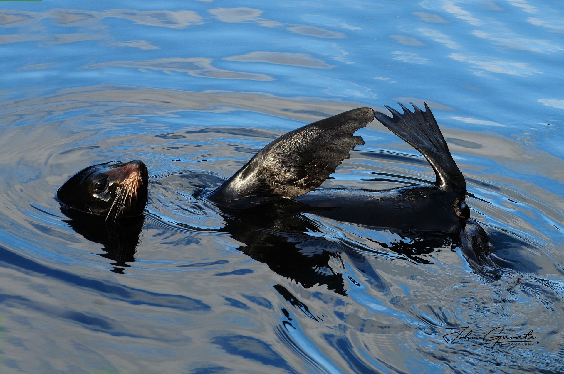 A fur seal floating on its back in blue water, with flippers raised and head above the surface