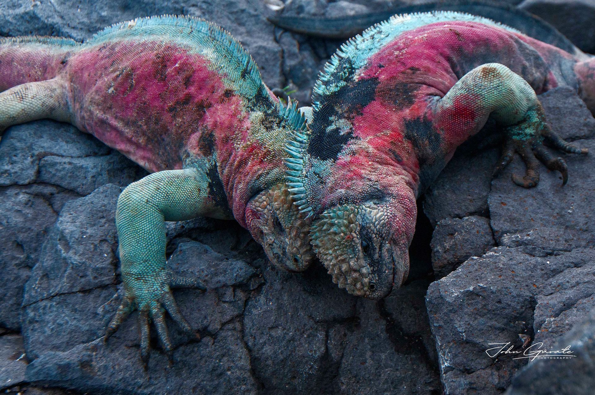 Two colorful marine iguanas basking on dark rocks, covered in pink, teal, and gray tones