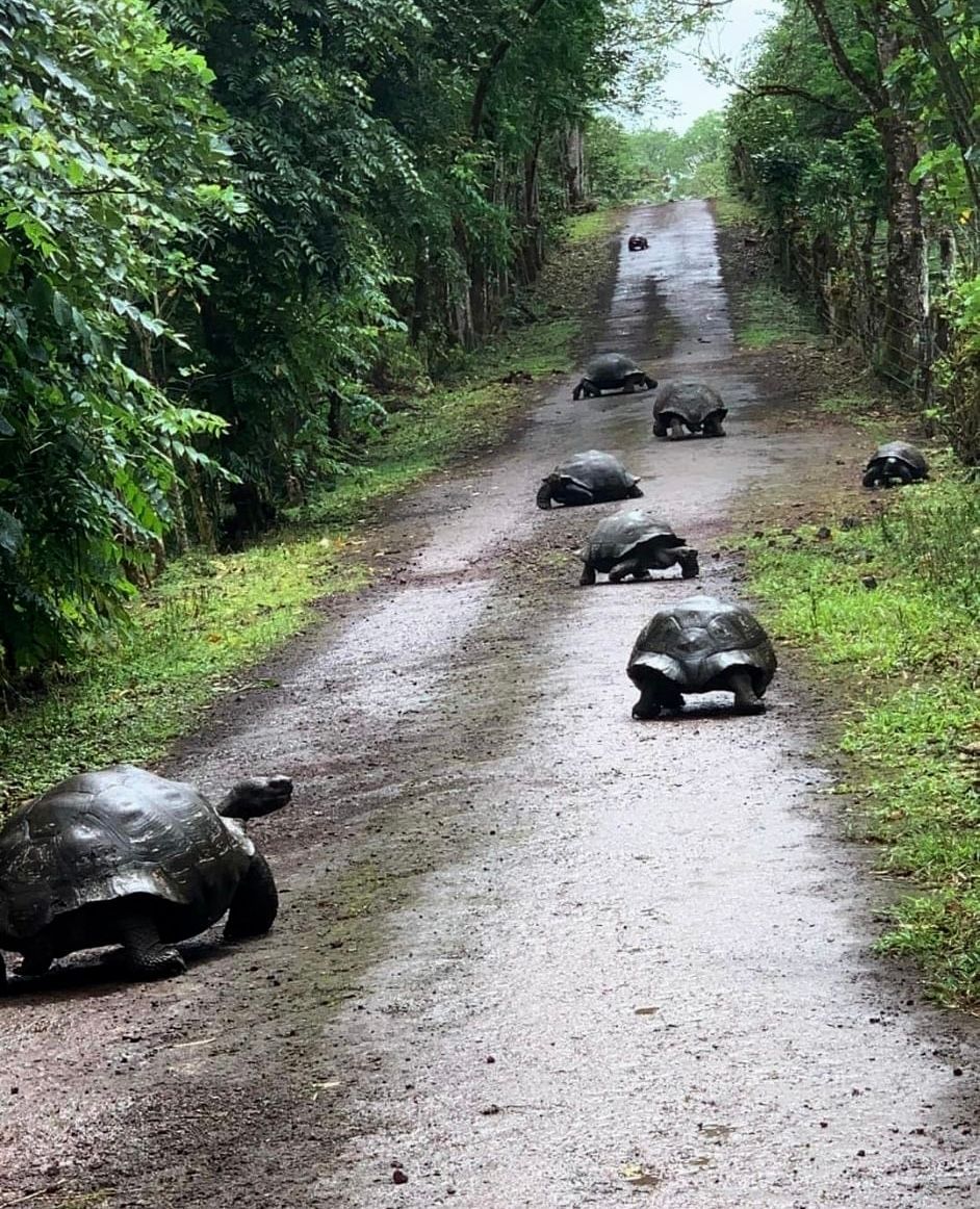 Tortoises crossing a wet dirt road in a lush green Santa Cruz forest 