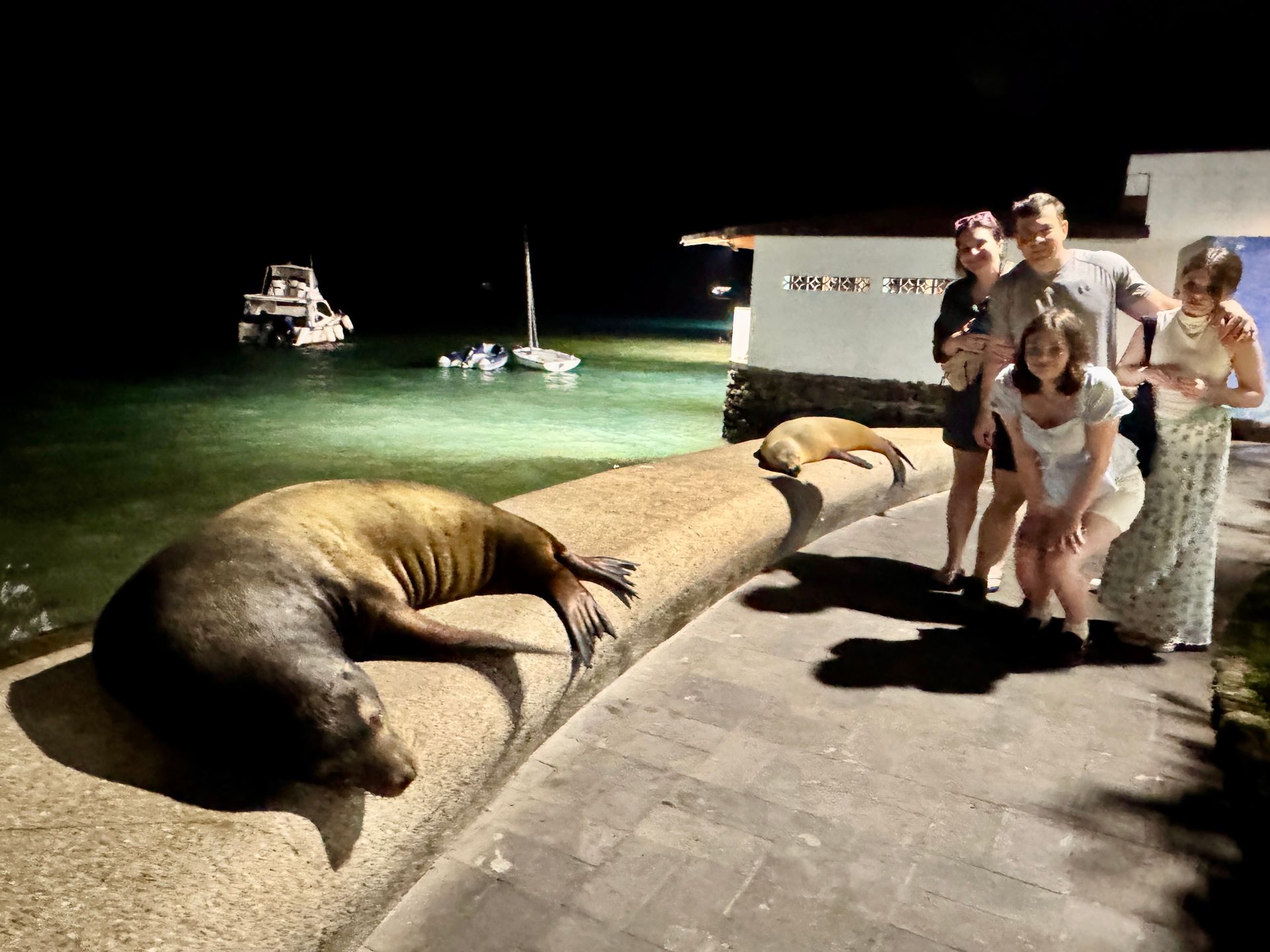 Galapagos Sea lion resting on a dock beside a group of people at night, with boats in the background