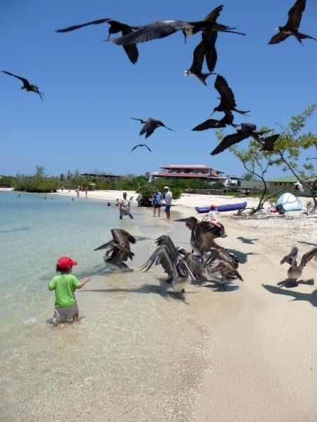 Birds swoop over a beach as a child in green and red watches near the shoreline. in Galapagos.