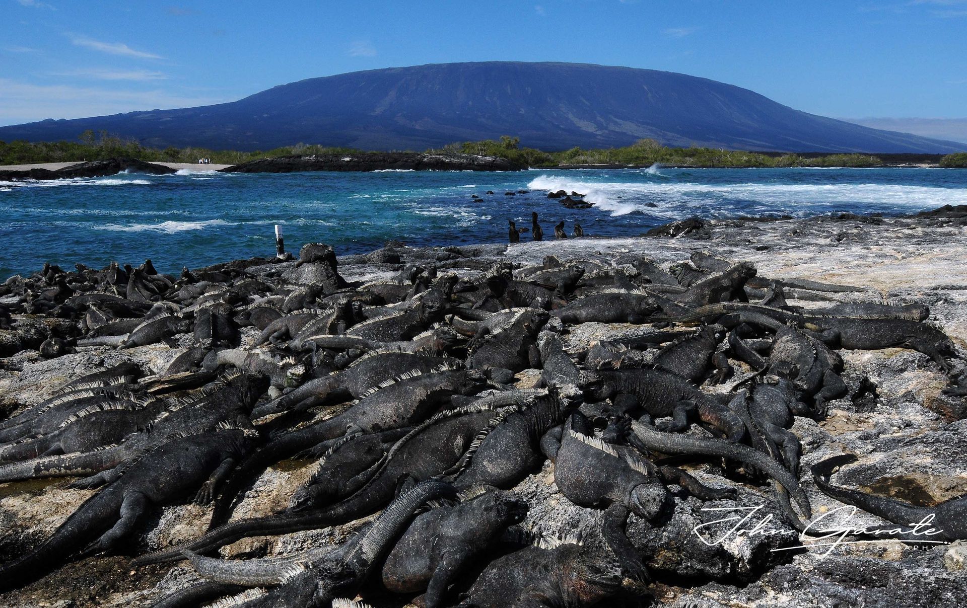 A dense group of marine iguanas resting on a rocky beach with ocean waves and a distant island backdrop